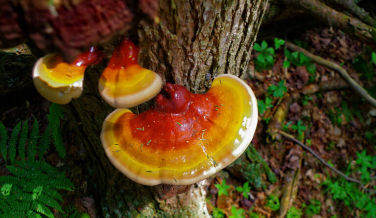 Reishi Mushrooms in the Fight Against Baldness – Does it Work?