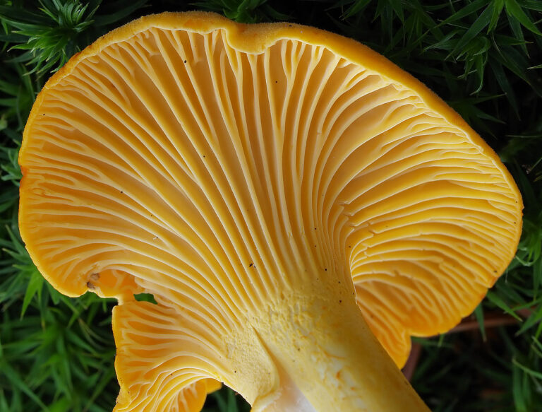 Chanterelle Mushrooms Hair Benefits
